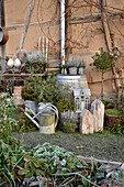 Arrangement of zinc pots, mistletoe and heather in winter garden