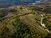 Blick auf Olivenhaine, Istrien, Kroatien