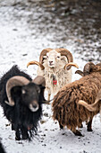 Ouessant sheep