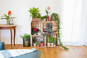 Houseplant arrangement in shelf made of wooden boxes