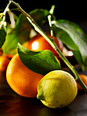 Orange and lemon with twigs