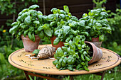 Basil in pots on a table in the garden
