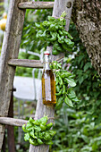 Basil oil and bunches of basil on wooden ladder