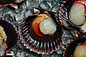 Scallops with shells served on ice