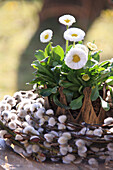 Bellis in einer Krone mit Kranz aus Weidenkätzchen