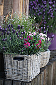 Baskets planted with lavender, carnations and gypsophila