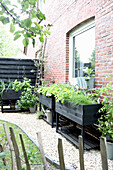 Raised beds with herbs and vegetables on red brick wall in the garden