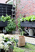 Raised beds with vegetables and rattan basket in the small backyard garden