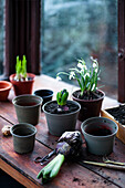 Flowering snowdrops and other early bloomers in pots on a wooden table