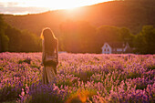 Back view of unrecognizable female in elegant dress standing in blooming lavender field at sundown in mountains