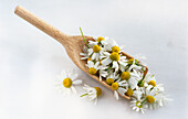 Wooden scoop with camomile flowers
