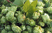 Hops (filling the picture)