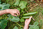 Crop anonymous male farmer picking green ripe cucumbers in garden bed during harvesting in summer day