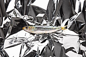 Tiny raw anchovy fish on creased foil for baking dish