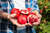 Gardener showing handful of freshly picked pomegranates with red seeds