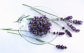 Glass bowl with lavender flowers