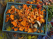 Chanterelles and a porcini mushroom on a tray