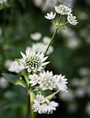 White starflower (Astrantia major) 'Star of billion'