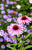 Purple coneflower (Echinacea purpurea) in front of blue viper's bugloss (Echium vulgare)