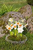 Daffodils on moss in a wire basket