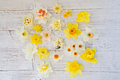 Different types of daffodils on a light-colored wooden background
