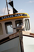 Seagull perches on Devon fishing boat