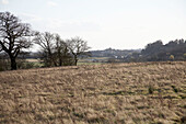 Field and winter tree landscape in Rye, Sussex