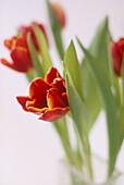 Nahaufnahme von roten Tulpen in einer Glasvase