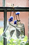 Blue cornflowers in jamjar hanging with string