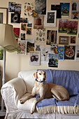 Dog sitting on sofa in living room with artwork montage in Lincolnshire home, England, UK