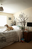 Dog sitting on bed with twig arrangements in Lincolnshire home, England, UK