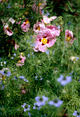 A detail of a flower border with blue Nigella flowers commonly known as Love in a Mist or Devil in a bush and pink Cistus flowers