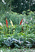 Gladiolen im Gartenbeet
