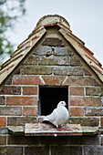 White dove in East Sussex, UK