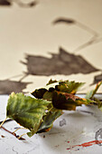 Dried leaves in the studio of artist-illustrator