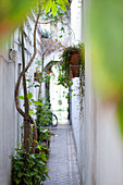 Enge, charmante Straße in Buenos Aires, Argentinien