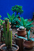 Pflanzgefäße im gekiesten Innenhof mit Kakteen und anderen Wüstenpflanzen