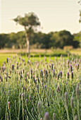 Lavendel in einem ländlichen Garten