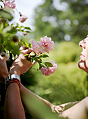 Woman tending roses in garden of Oxfordshire home