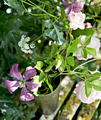 Purple cut flowers in metal vase on rusty bench