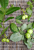 Windfall apples on woven basket