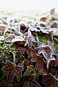 Morning frost on leaves in winter