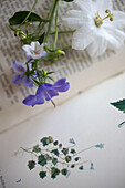 Lila Blumen auf offenem Buch