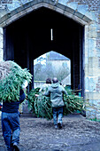 Men carry Christmas trees through stone entranceway