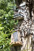 Bird boxes on bark tree trunk