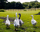 Rückansicht von Enten beim Spaziergang in Yorkshire, England