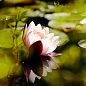 Water lily opening on Yorkshire pond