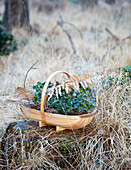 Holly and wild grasses in trug on tree stump