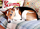 Dog resting on blanket