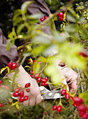 Cutting back rosehips in Essex garden England UK